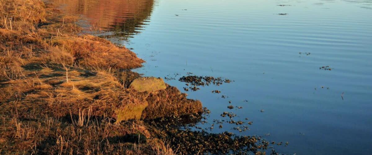 North shore of Munlochy Bay A vague path used by wildfowlers emerges on the shoreline of Munlochy Bay below a derelict cottage in a wood of snowdrops. A visit to the shore was curtailed by the ever advancing sunset.