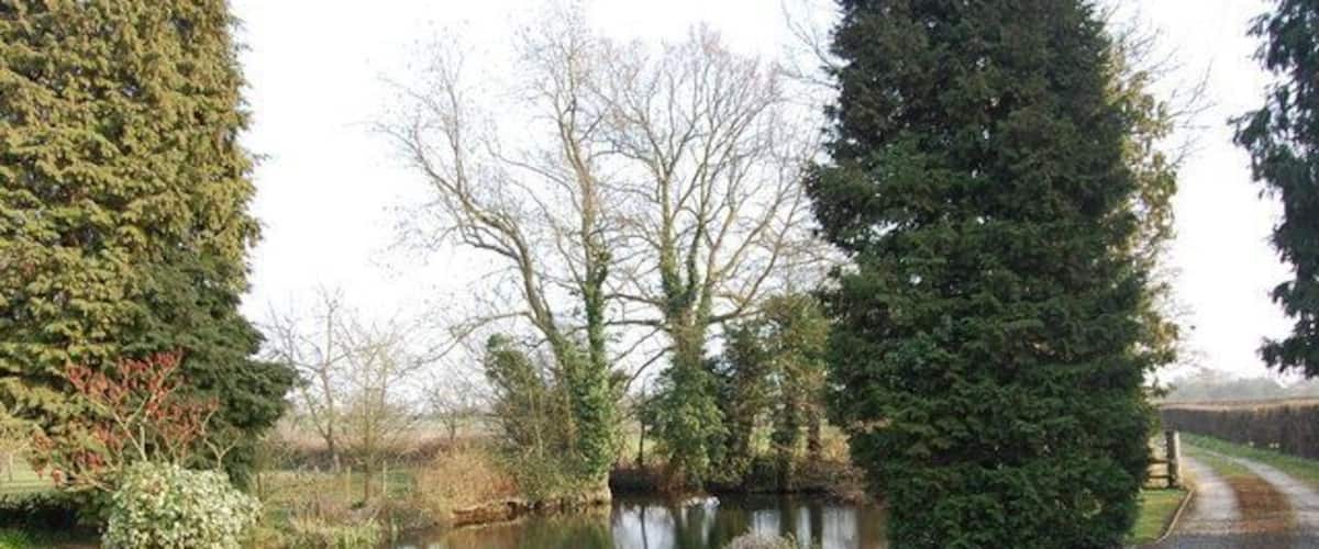 A rural landscape with a pond, a dirt path, and tall trees.