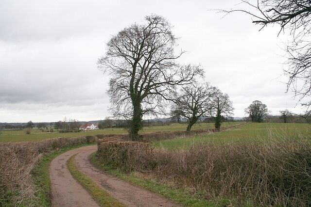 Three Trees On the lane down to Ryemeadows. Looking towards Old Normandys.