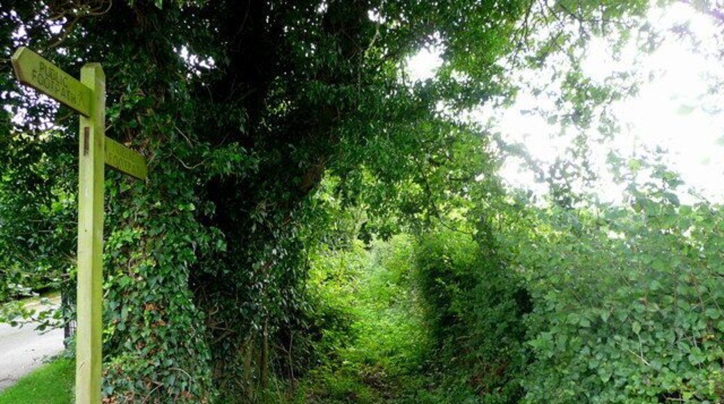Footpath to the A49 Rather overgrown showing not much use. The blue boxes are the containers used for Herefordshire's excellent recycling scheme.