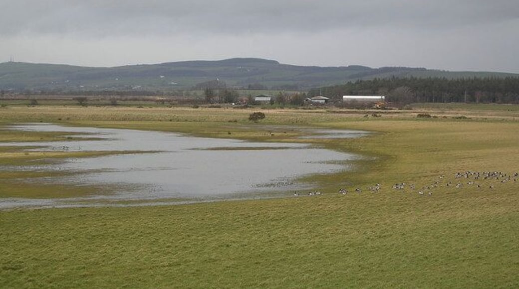 Barnacle Geese at Caerlaverock Looking north towards Lochar Water from the WWT tower hide. The Barnacle Geese arrive from the High Arctic to spend the winter here. Caerlaverock is a nationally important site for these birds. For more information visit www.wwt.org.uk