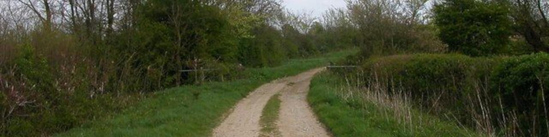 Um caminho de cascalho cercado por vegetação e árvores.