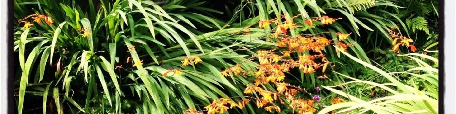 17th Century Wite's Well nr Morcombelake