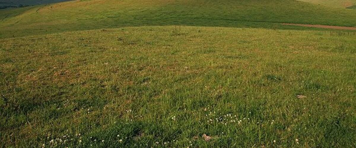 Rolling green hills with a dirt path.