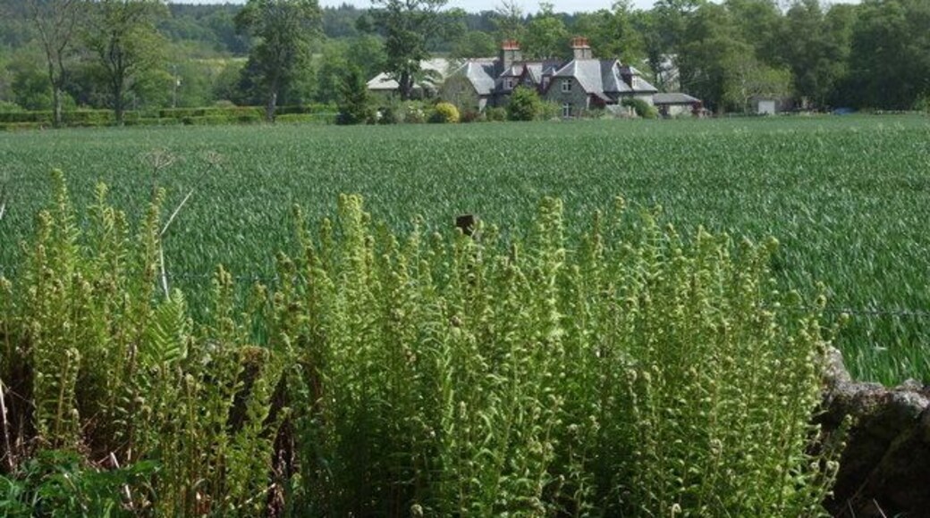 Deane's Houses Near House of Monymusk.