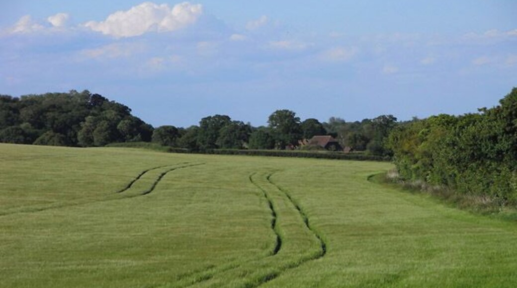 Farmland, Monk Sherborne A crop of barley located within the parish of Monk Sherborne. The hedge to its right is the boundary with Sherborne St John.
