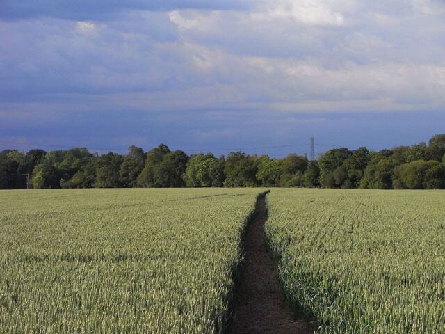 Footpath through wheat, Monk Sherborne The footpath heading towards Pamber End from Redhouse Farm.