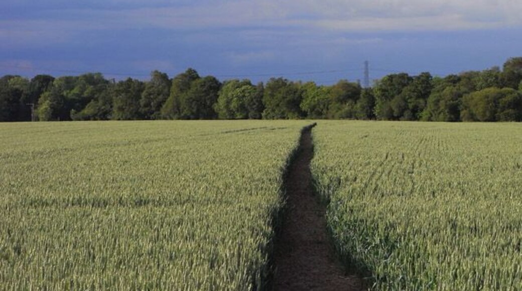 Footpath through wheat, Monk Sherborne The footpath heading towards Pamber End from Redhouse Farm.