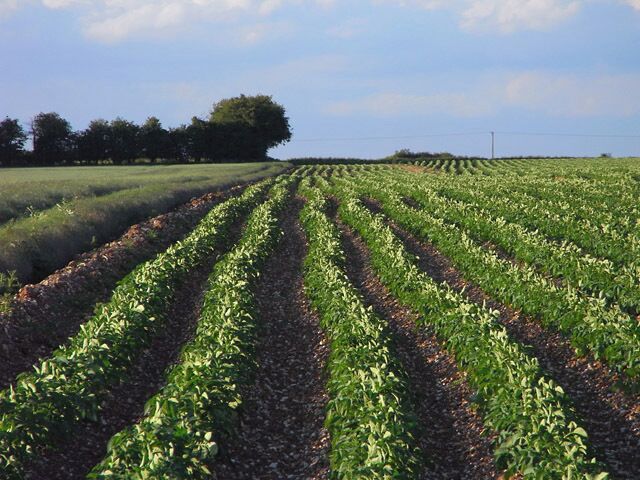 Farmland, Monk Sherborne A crop of potatoes with wheat to the left. Generally speaking, potatoes are grown on a large scale in this part of the world, but there were a couple of large fields of them between Wootton St Lawrence and Monk Sherborne.