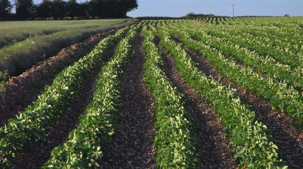 Farmland, Monk Sherborne A crop of potatoes with wheat to the left. Generally speaking, potatoes are grown on a large scale in this part of the world, but there were a couple of large fields of them between Wootton St Lawrence and Monk Sherborne.