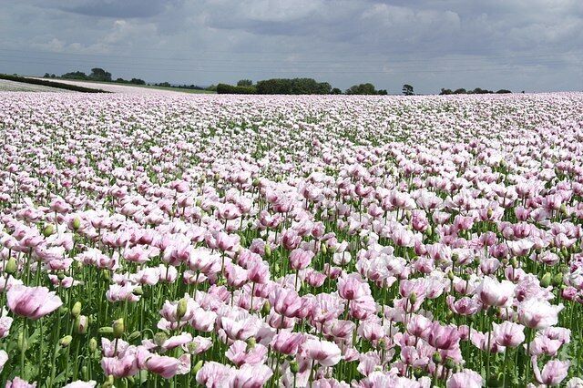 Poppies on Metheringham Heath Some of several acres of purple poppies on Metheringham Heath