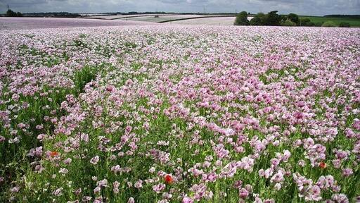 Poppy Fields Vast swathes of purple poppies on Metheringham Heath