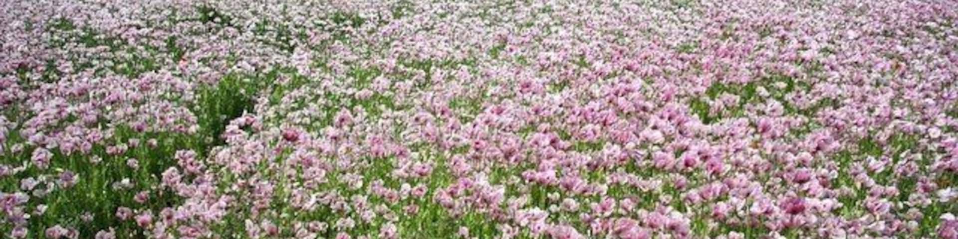 Poppy Fields Vast swathes of purple poppies on Metheringham Heath
