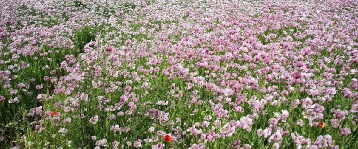 A field of pink flowers under a cloudy sky.