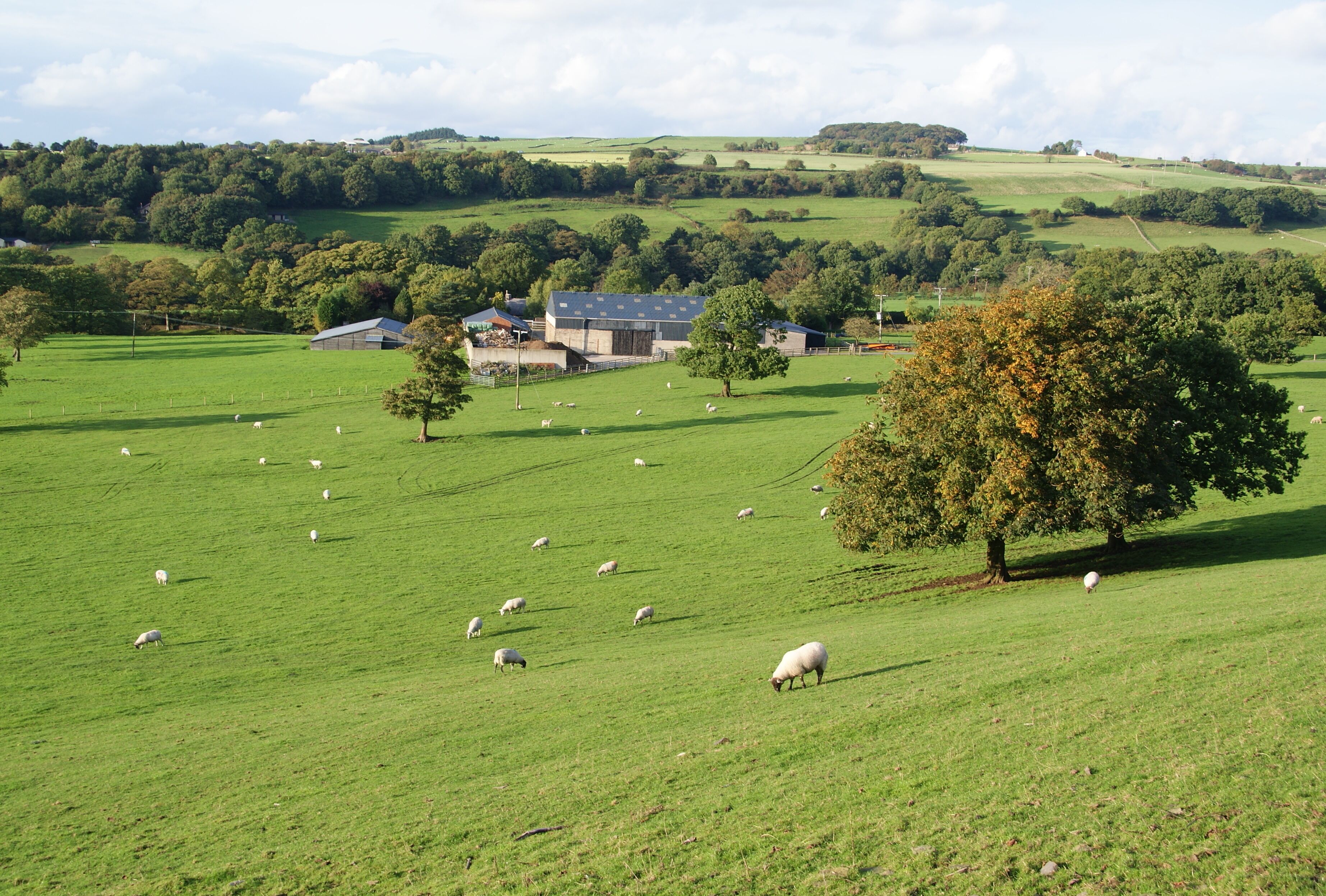 A green field with sheep grazing, a barn, and trees.