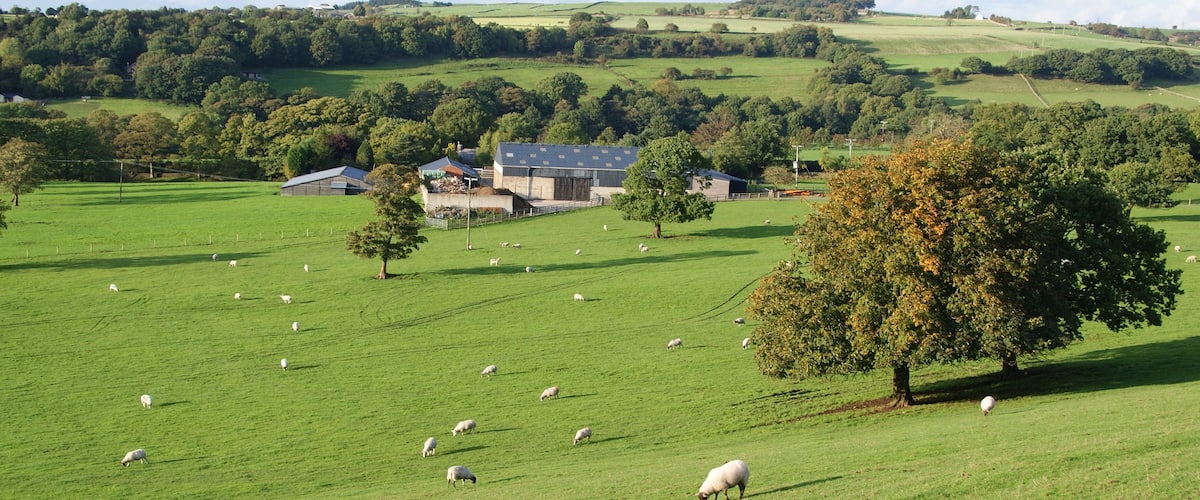 A green field with sheep grazing, a barn, and trees.