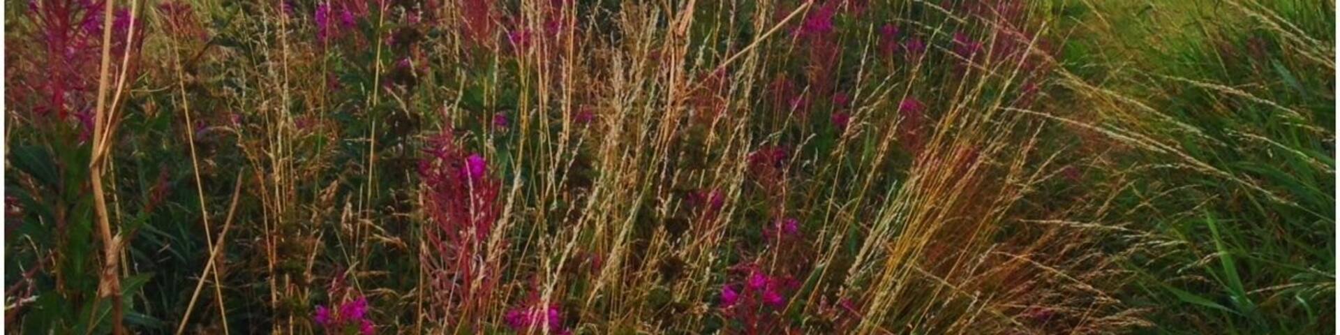 Taken on the outskirts of Marple, Mellor overlooking the Peak District on a bike ride. Equipment: iPhone + Filterstorm app