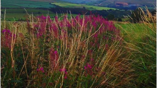 Taken on the outskirts of Marple, Mellor overlooking the Peak District on a bike ride. Equipment: iPhone + Filterstorm app
