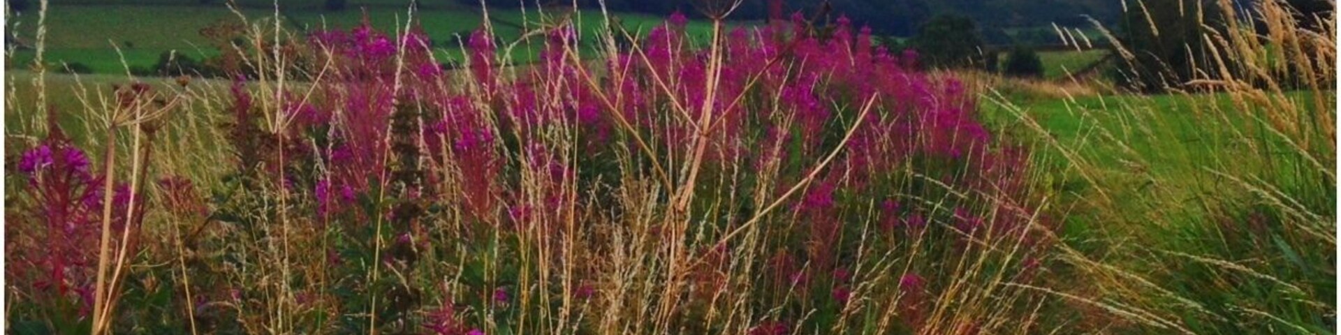 Taken on the outskirts of Marple, Mellor overlooking the Peak District on a bike ride. Equipment: iPhone + Filterstorm app