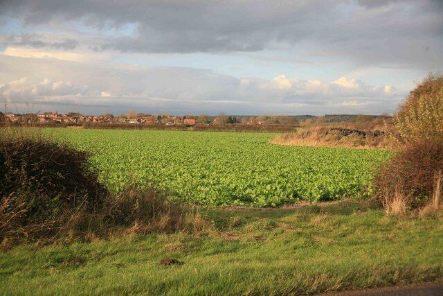 Mattersey Thorpe in the distance Across the fields the village viewed in the distance is Mattersey Thorpe.