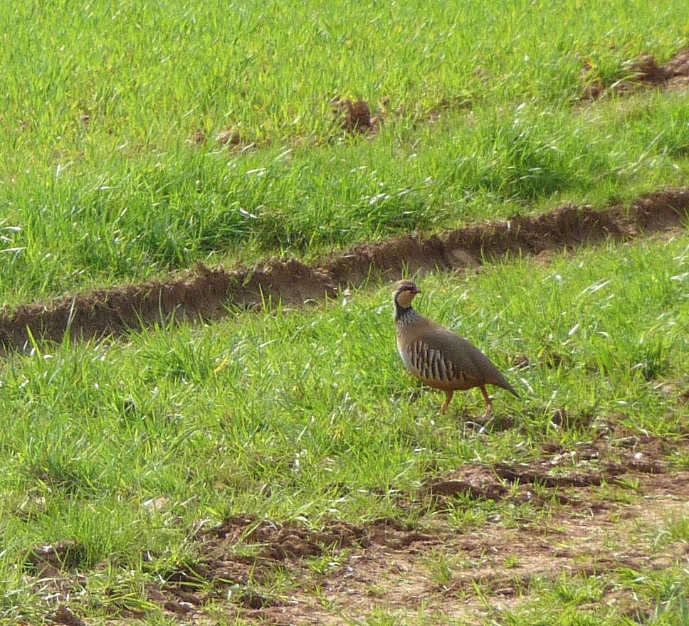 Red-legged Partridge