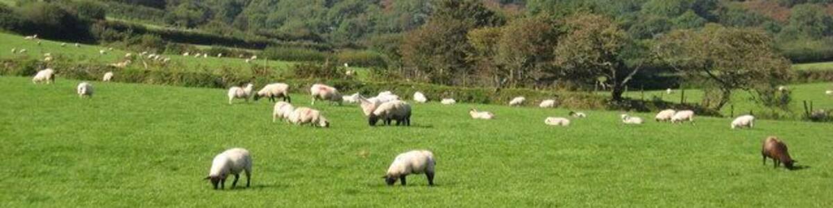 English countryside at its best This picture was taken from a carriage on the Lynton and Barnstaple railway, as it trundled through the gently rolling Devon landscape.