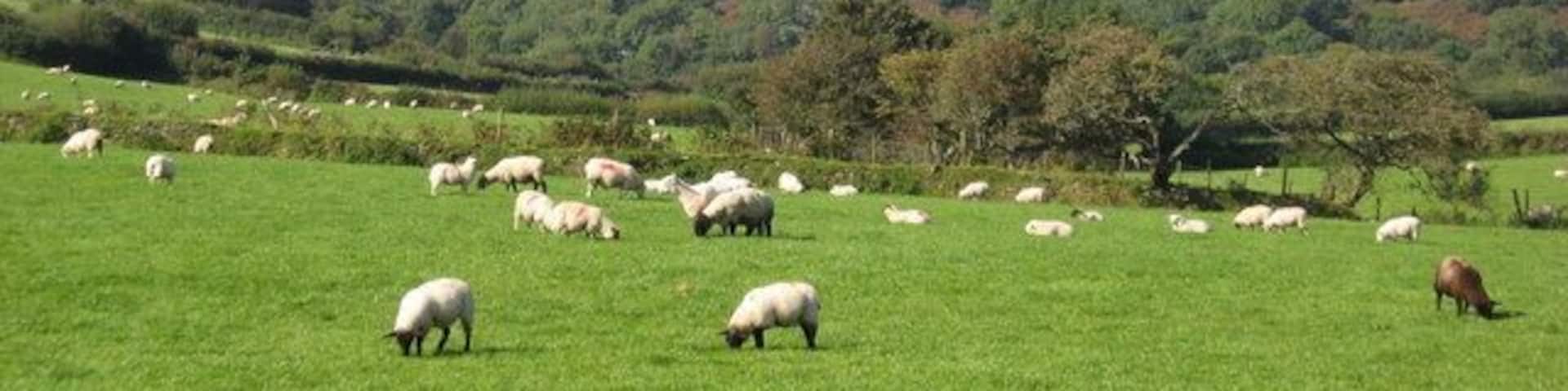 English countryside at its best This picture was taken from a carriage on the Lynton and Barnstaple railway, as it trundled through the gently rolling Devon landscape.