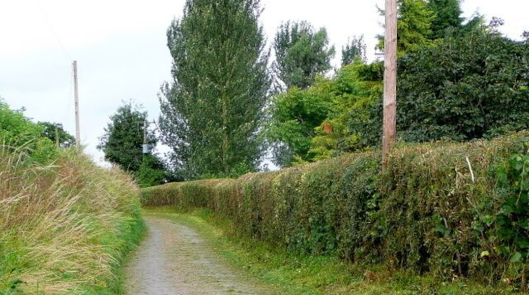 Lane to Ruxton and Llangrove The hedge is in the process of being trimmed - an unusual pre-harvest activity.