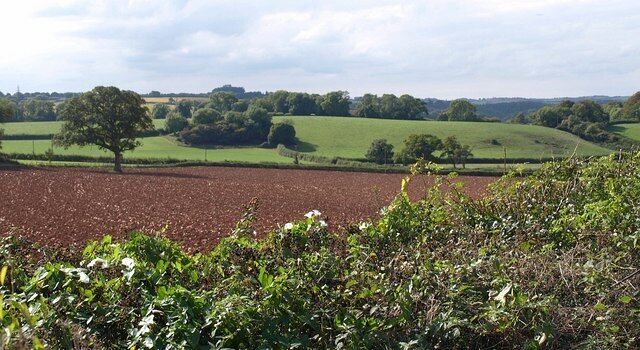 A rural landscape with a field of crops, rolling hills, and scattered trees.