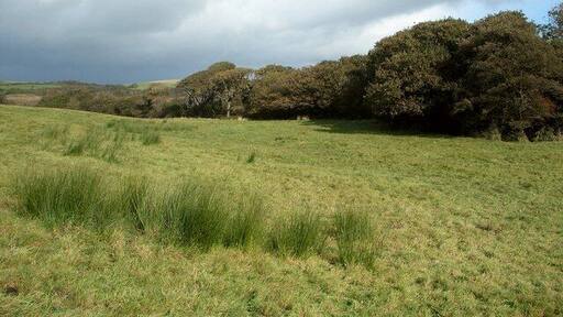 Pasture by the Afon Cynffig The Afon Cynffig is not seen in the picture, but the course of this river is marked by the trees.