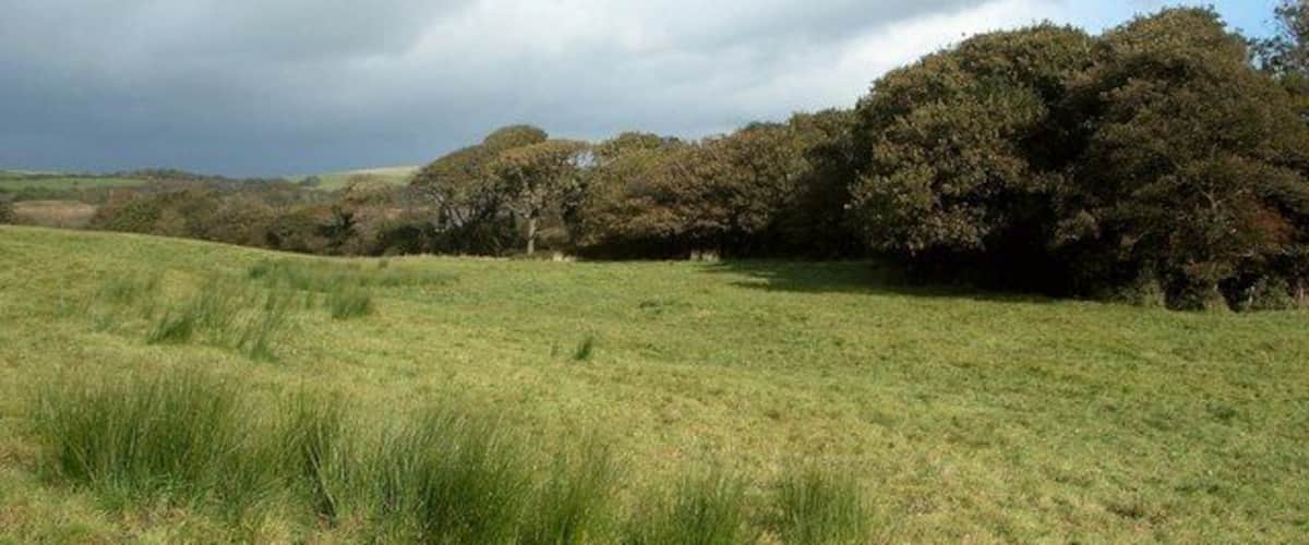 A grassy field with trees in the background.