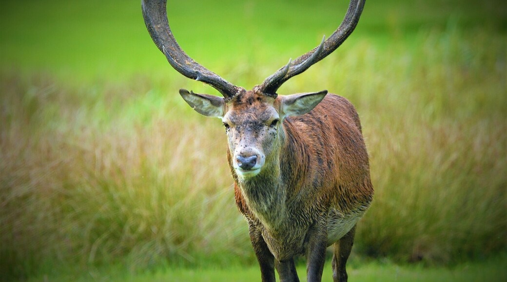 One of the stags from Margam Park. They are free to wonder the grounds which is surrounded by woodland.