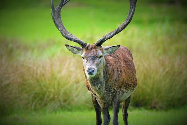 One of the stags from Margam Park. They are free to wonder the grounds which is surrounded by woodland.