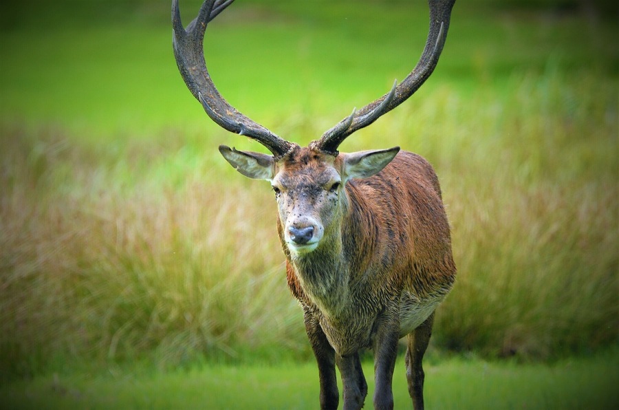 One of the stags from Margam Park. They are free to wonder the grounds which is surrounded by woodland.
