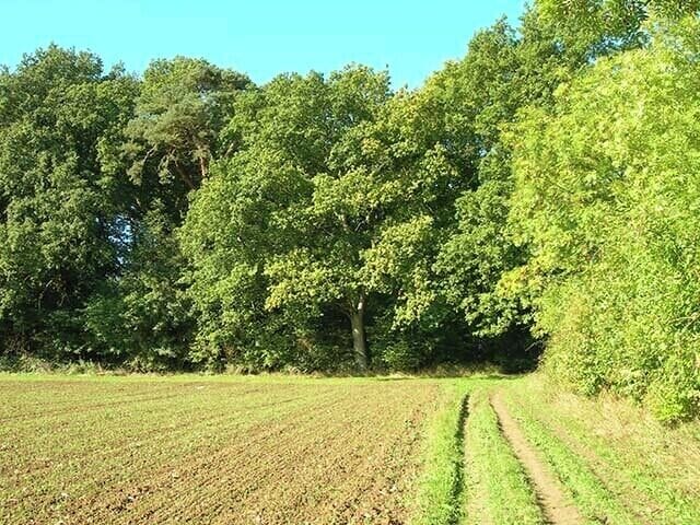 Oozes Wood. The entrance where the footpath passes between Oozes Wood and Home Wood