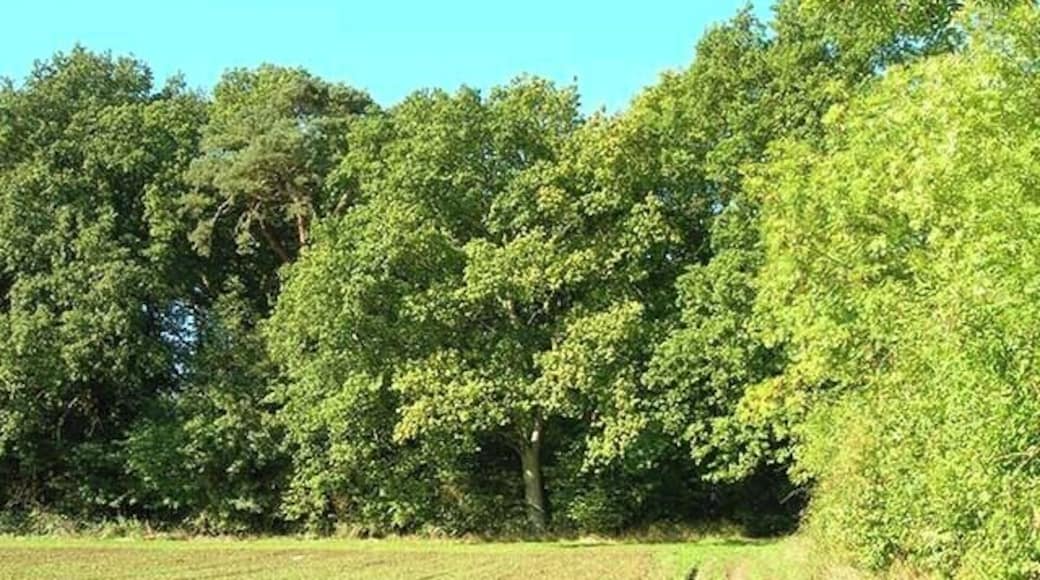 Oozes Wood. The entrance where the footpath passes between Oozes Wood and Home Wood