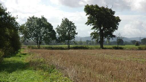 Farmland beside the River Severn, Maisemore Through the trees the silhouette of Gloucester Cathedral can be seen.
