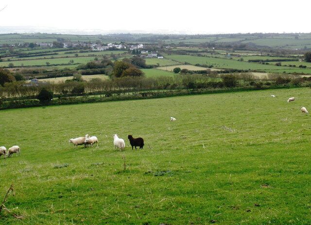 Black sheep, near Eithbed