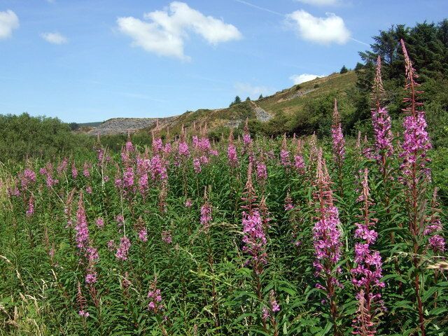 Rosebay at Rosebush Rosebay Willowherb (Epilobium augustifolium) is also known as Fireweed from its habit of colonising disturbed and burned wasteland. The plant is found in woodland margins, along woodland roads, scrub, heath, rocky habitats and screes, riverbanks, felled woodland, derelict buildings and, notably, the bombsites left after the London blitz. Here it is growing along the route of the old railway line below the quarries at Rosebush.