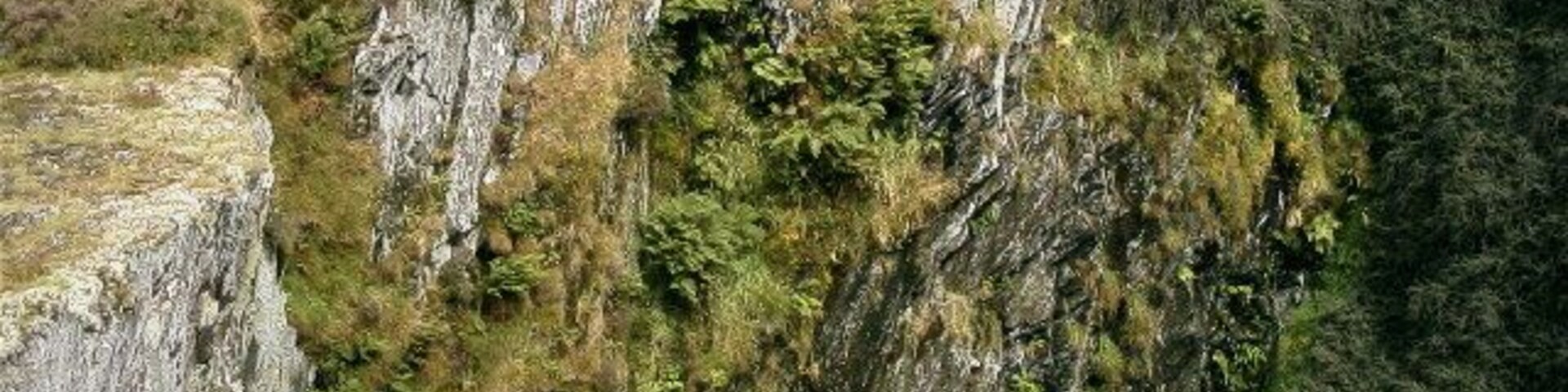 Old quarry, Rosebush. Old quarry near Rosebush, now overgrown.