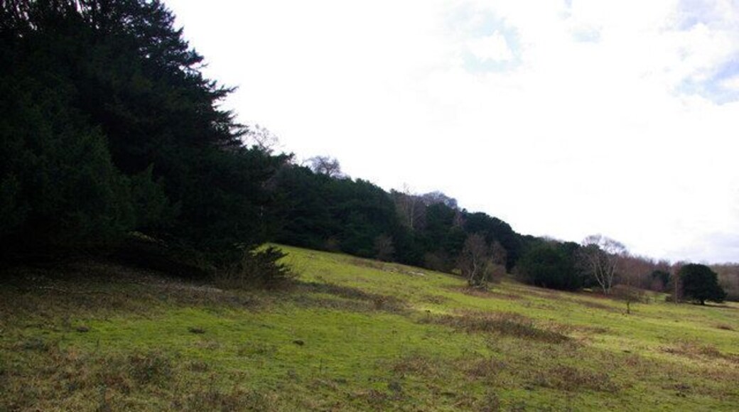 The Skirts of Rewell Wood The evergreen trees are yews. The greener patches in the field are moss, almost to the exclusion of grass.