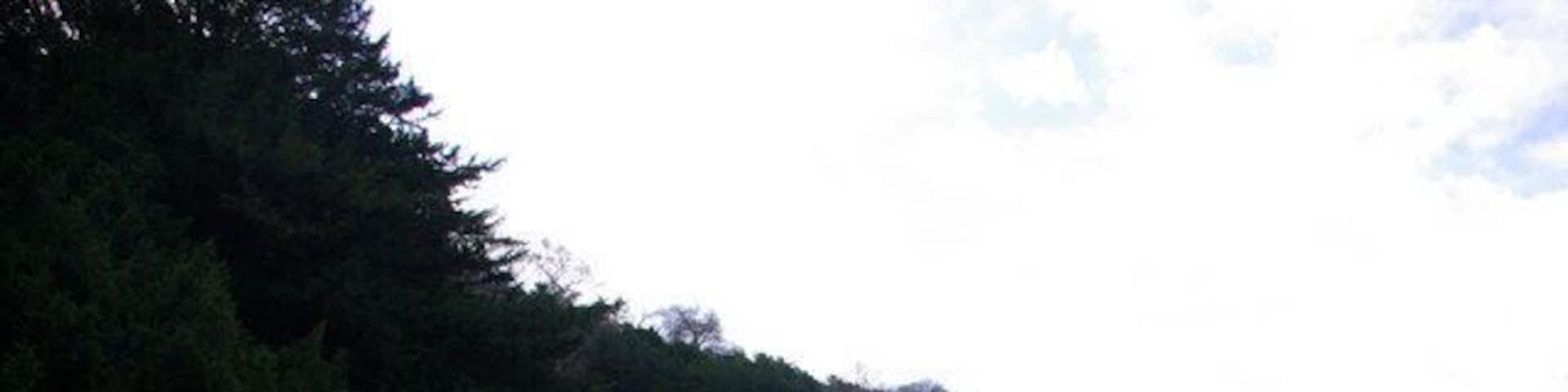 The Skirts of Rewell Wood The evergreen trees are yews. The greener patches in the field are moss, almost to the exclusion of grass.