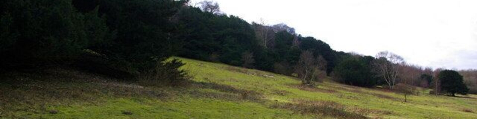 The Skirts of Rewell Wood The evergreen trees are yews. The greener patches in the field are moss, almost to the exclusion of grass.