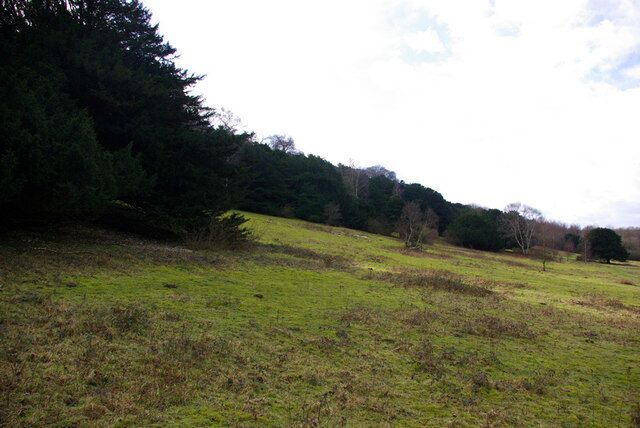 A grassy field with trees and a hill in the background.