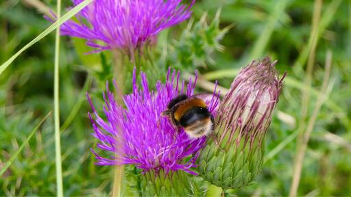 One of our favourite dog walks down Baileys hill. A bee on a thistle.