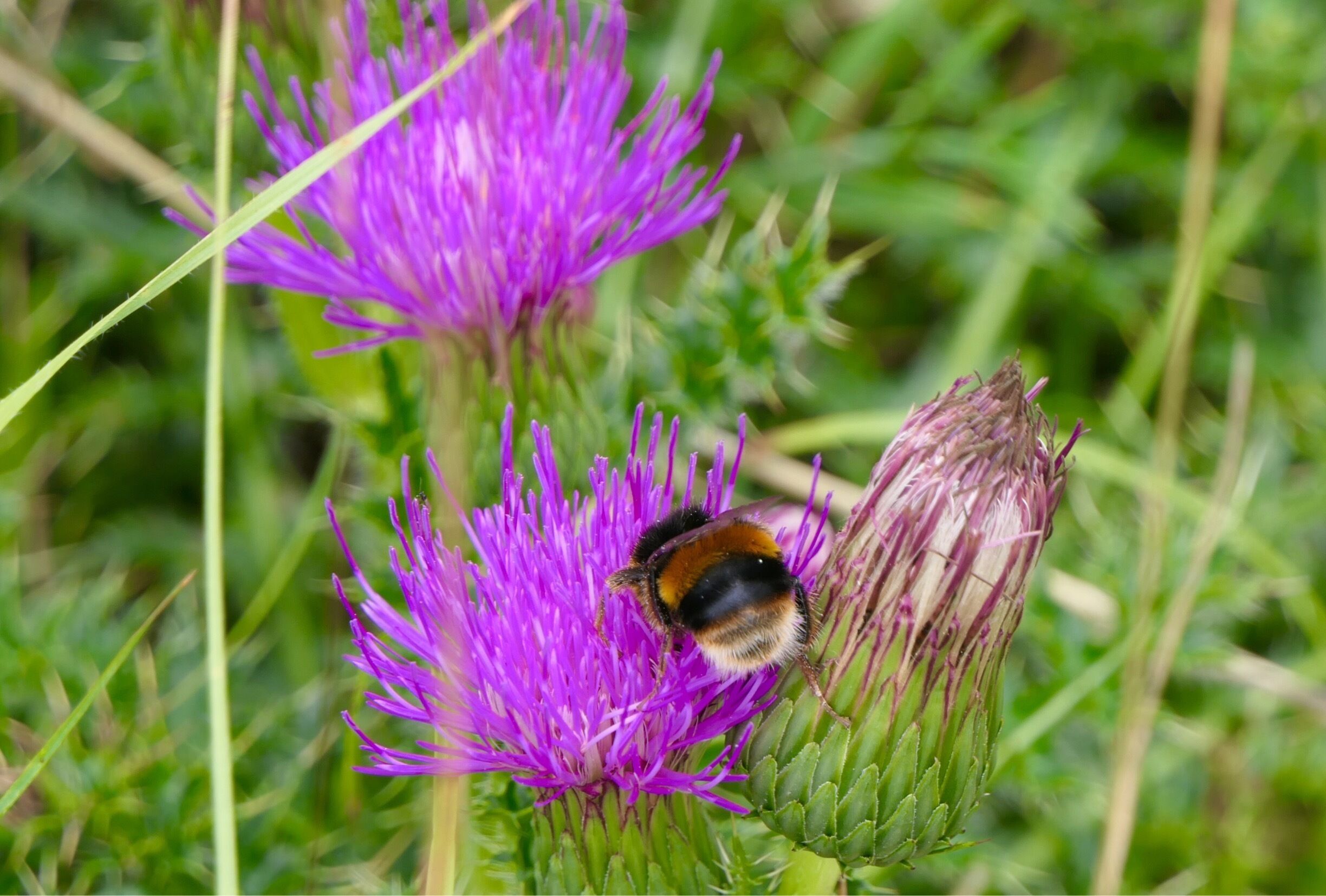 A bumblebee on a purple thistle flower.