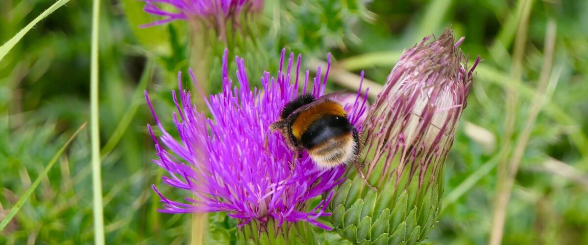 A bumblebee on a purple thistle flower.