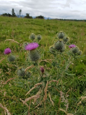 Flower of Scotland