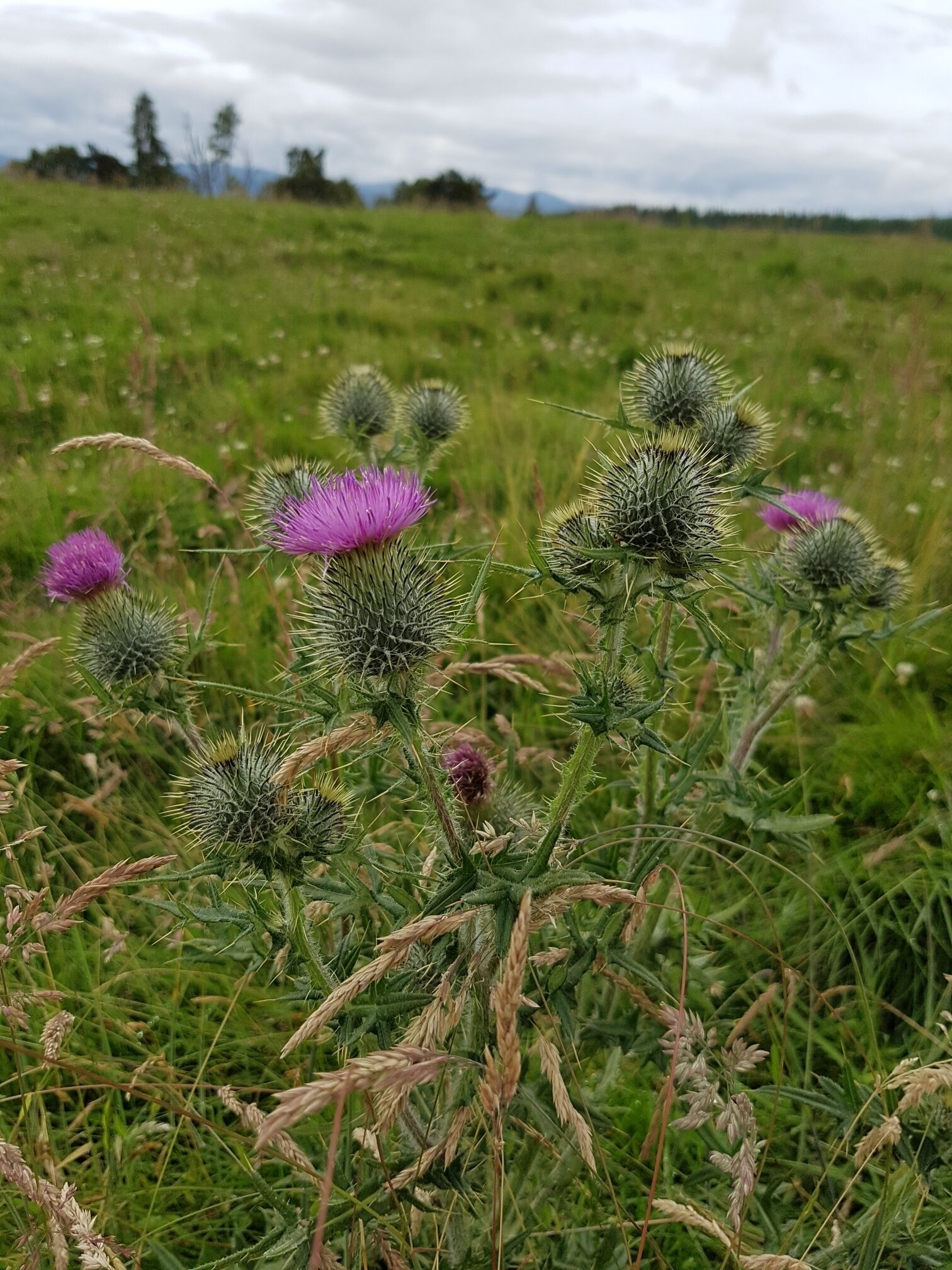 A field with thistle plants and purple flowers.