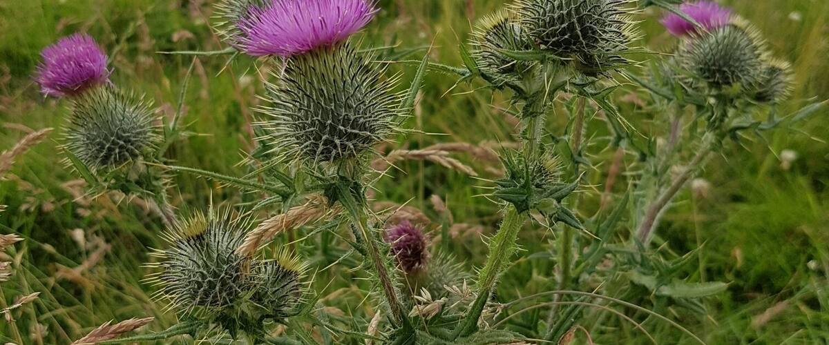 A field with thistle plants and purple flowers.